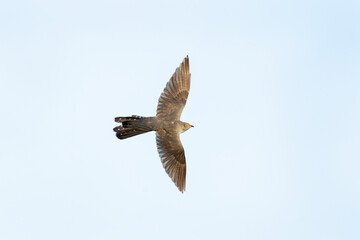 Common cuckoo flying during morning time. Ornithology in the Rhodope mountains. Bulgaria birds during spring season.