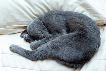 gray cat sleeping curled up on pillows