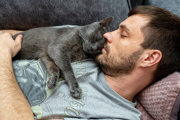 happy gray cat sleeps, hugs on the shoulder, chest of a man