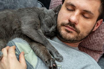 happy gray cat sleeps, hugs on the shoulder, chest of a man
