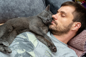 happy gray cat sleeps, hugs on the shoulder, chest of a man