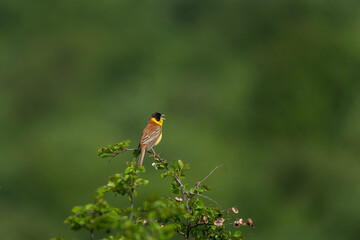 Black headed bunting singing in the meadow. Ornithology in the Rhodope mountains. Bulgaria birds during spring season. Bunting protect territory. 