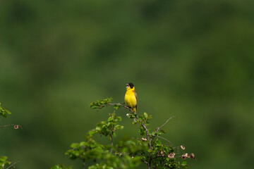 Black headed bunting singing in the meadow. Ornithology in the Rhodope mountains. Bulgaria birds during spring season. Bunting protect territory. 