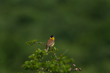 Black headed bunting singing in the meadow. Ornithology in the Rhodope mountains. Bulgaria birds during spring season. Bunting protect territory. 