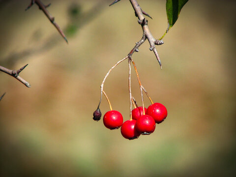 Fresh howthorn fruits.
