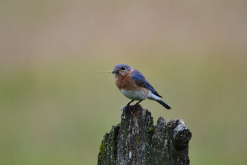 Male Eastern Bluebird with a beak of pine needles for nesting material sits perched on a country fence