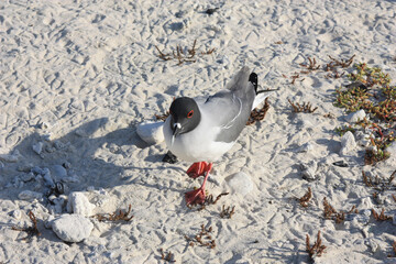 pigeon on the snow