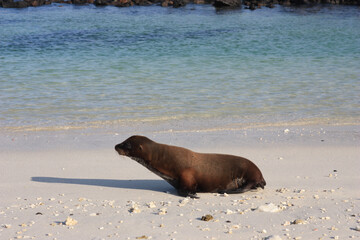 Fototapeta premium state sea lion