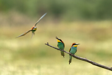 European bee eater have a rest in the meadow. Ornithology in the Rhodope mountains. Bulgaria birds during spring season.