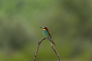 European bee eater have a rest in the meadow. Ornithology in the Rhodope mountains. Bulgaria birds during spring season.