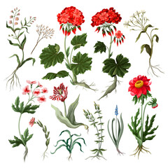 Geranium, tulip and other wild flowers isolated.