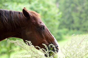 Schöne Pferde im Portrait