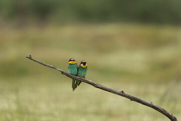 European bee eater have a rest in the meadow. Ornithology in the Rhodope mountains. Bulgaria birds during spring season.