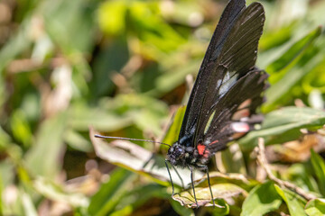 Borboleta na grama