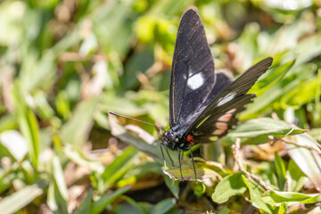 Borboleta na grama