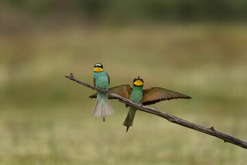 European bee eater have a rest in the meadow. Ornithology in the Rhodope mountains. Bulgaria birds during spring season.