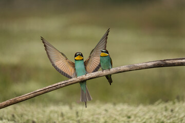 European bee eater have a rest in the meadow. Ornithology in the Rhodope mountains. Bulgaria birds during spring season.