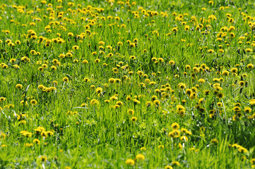 abstract yellow dandelion background - green field