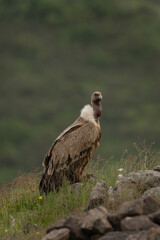 Griffon vultures in the meadow. Ornithology in the Rhodope mountains. Bulgaria birds during spring season. Vultures near the carcass. 