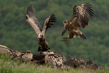 Griffon vultures in the meadow. Ornithology in the Rhodope mountains. Bulgaria birds during spring season. Vultures near the carcass. 