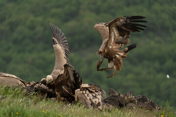 Griffon vultures in the meadow. Ornithology in the Rhodope mountains. Bulgaria birds during spring season. Vultures near the carcass. 