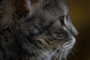 Close up de um gato cinza