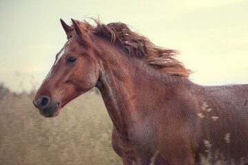 Obraz premium portrait of a horse