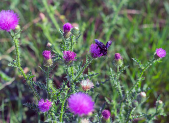 silybum marianum, a medicinal plant, a thorny bush with purple flowers and a black beetle perched on a flower