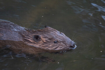Wild beaver swims in the river