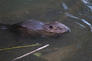 Wild beaver swims in the river