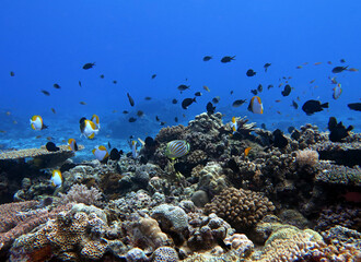 Tropical fish in a beautiful healthy reef Maniquin Island Philippines