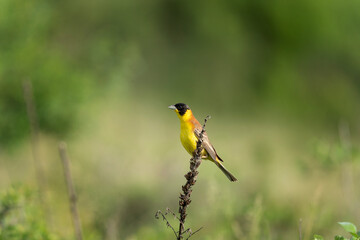 Black headed bunting singing in the meadow. Ornithology in the Rhodope mountains. Bulgaria birds during spring season. Bunting protect territory. 