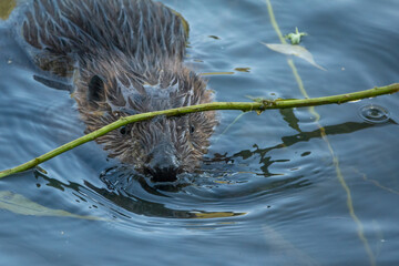 Wild beaver swims in the river