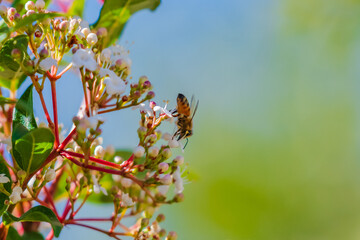 Blossoms and bee