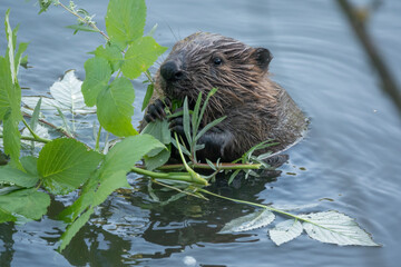 Wild beaver eating in the river - obrazy, fototapety, plakaty