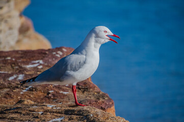 Seagull at the channel with blue water