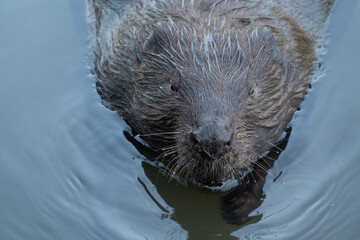 Wild beaver swims in the river