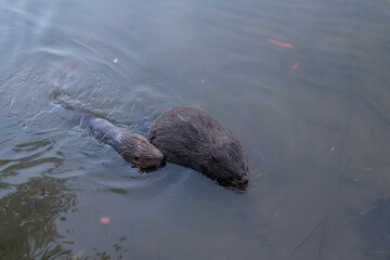 Wild beaver swims in the river