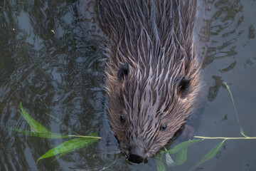 Wild beaver swims in the river