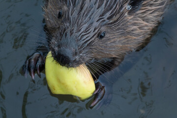 Wild beaver eating in the river