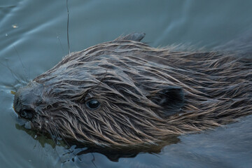 Wild beaver swims in the river