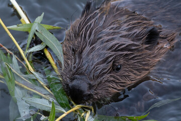 Wild beaver swims in the river