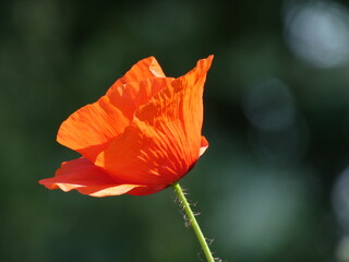Field poppy (Papaver rhoeas) - red poppy flower, Gdansk, Poland