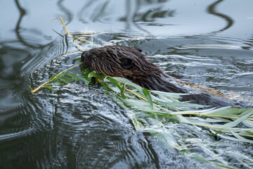 Wild beaver swims in the river