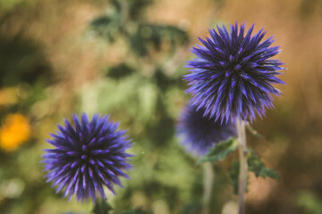 The Globe thistles (Echinops) plant blooming	
