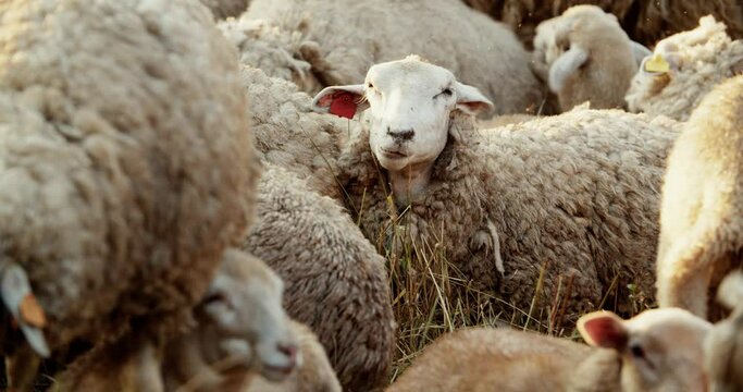 A flock of sheep is resting in a meadow, one sheep is chewing grass and looking at the camera. The herd of animals grazes in the countryside.