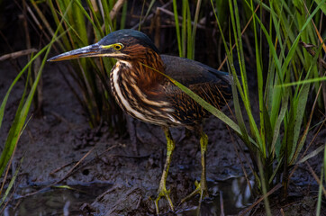 Juvenile Green Heron in Marsh Grass