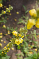 The Mullein  (Verbascum) plant blooming flowers