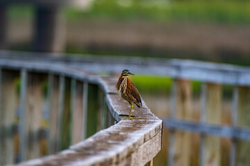 Juvenile Green Heron on Boardwalk