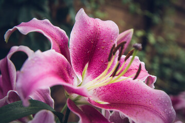 Fototapeta na wymiar Pink lily (Lilium) flower blooming in close up 